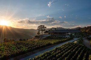 quantumlimitvineyard