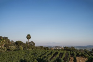 quantumlimitvineyard-edit