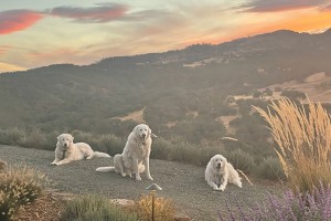 IMG_8317