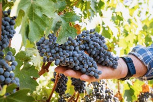 retouchedgrapes